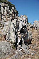 Filitosa, toter Baum beim Steinbruch.JPG